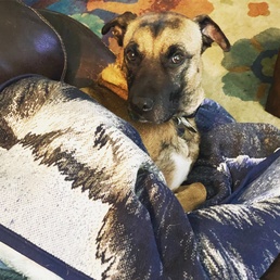 Dogs leave paw prints on hearts for a lifetime