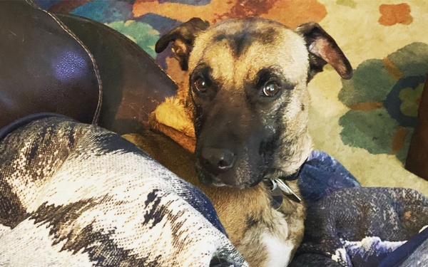 Dogs leave paw prints on hearts for a lifetime