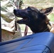 Deter, Detect, and Defeat: MWD training safeguards TLR
