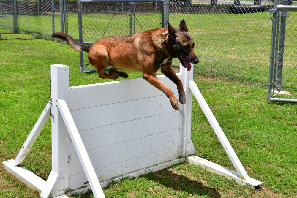 Deter, Detect, and Defeat: MWD training safeguards TLR