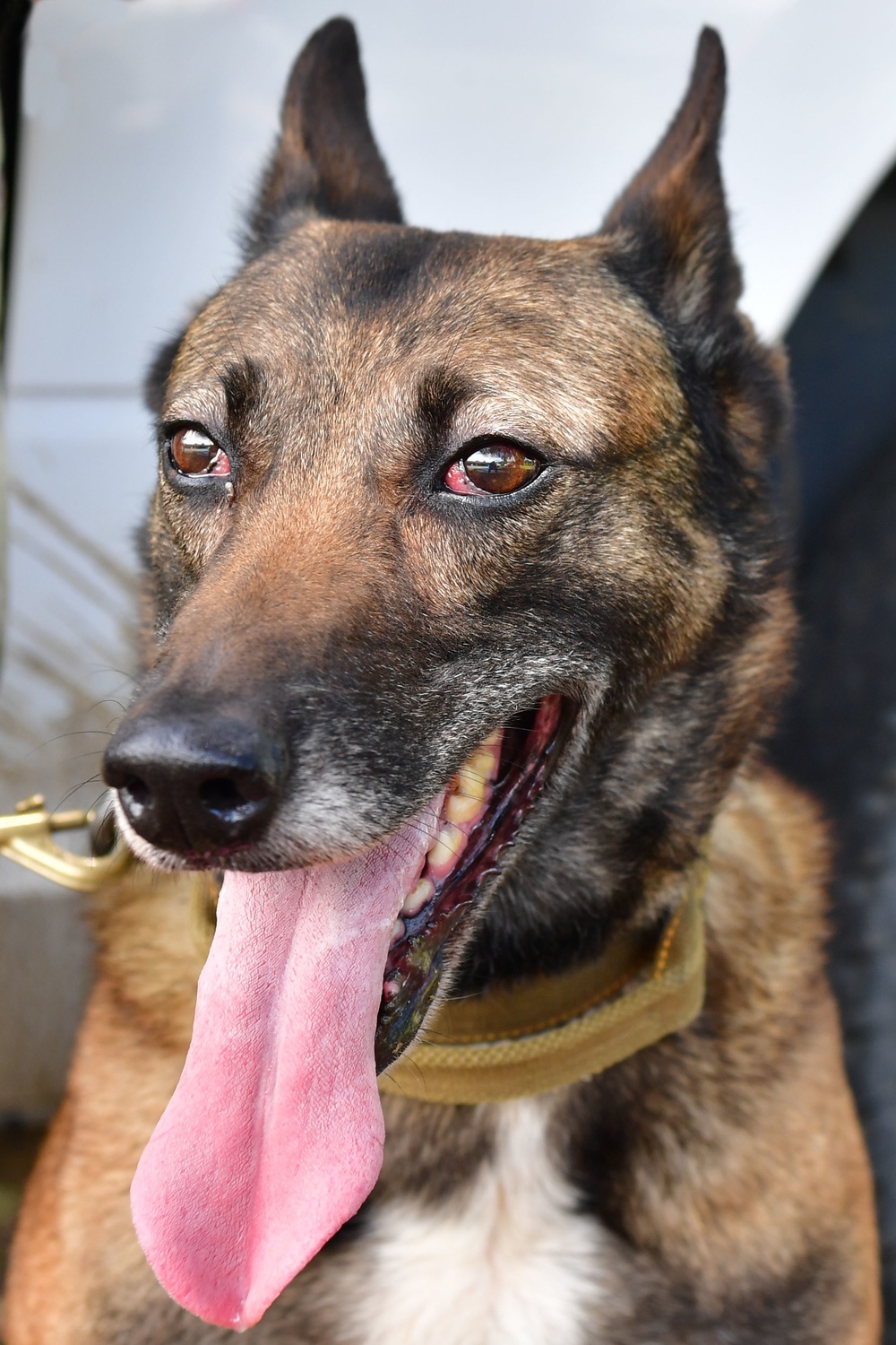 Deter, Detect, and Defeat: MWD training safeguards TLR