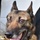 Deter, Detect, and Defeat: MWD training safeguards TLR