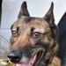 Deter, Detect, and Defeat: MWD training safeguards TLR