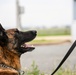 Airmen, canines work paw-in-hand