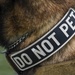 Airmen, canines work paw-in-hand