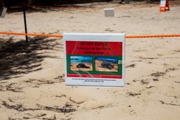 Endangered Species: Sea Turtle Nests