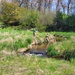 Natural-resources personnel conduct tributary habitat surveys at Fort McCoy