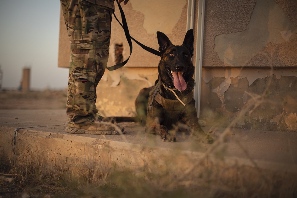 K9 Rappelling Exercise