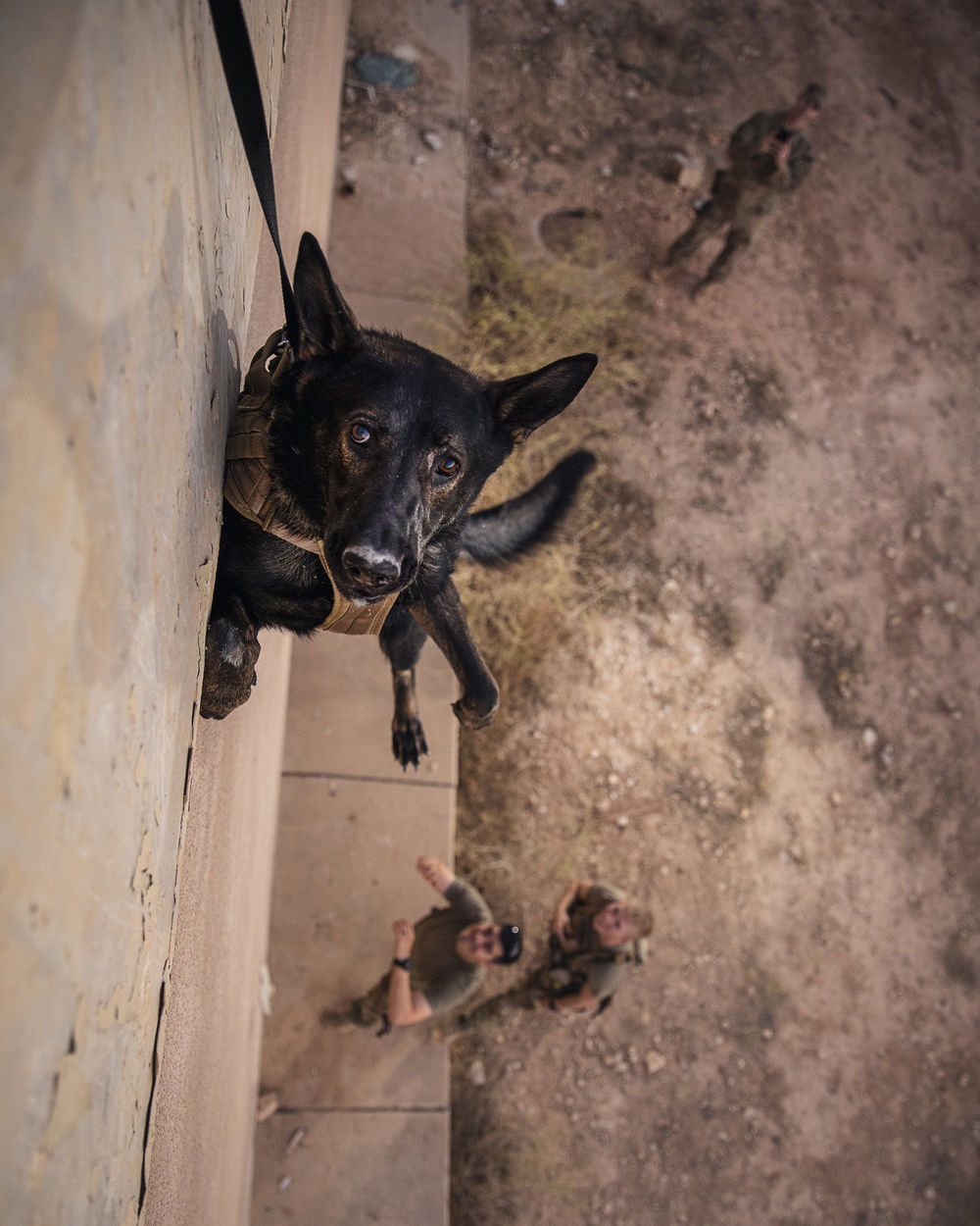 K9 Rappelling Exercise