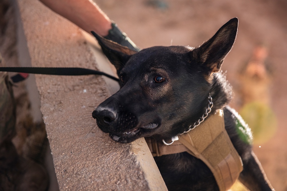 K9 Rappelling Exercise