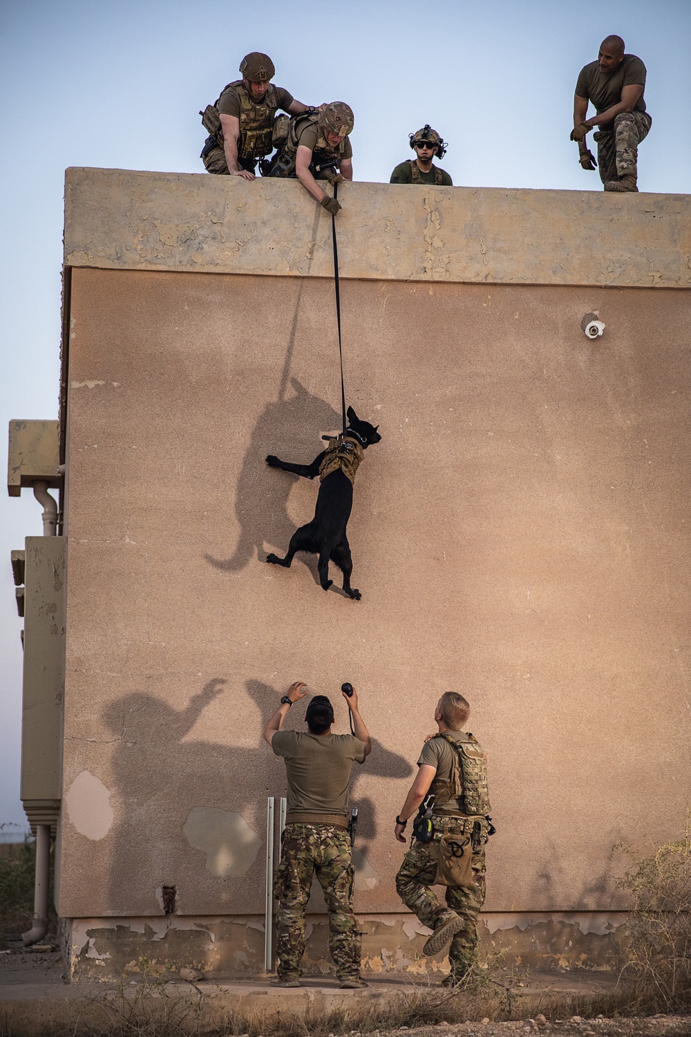 K9 Rappelling Exercise