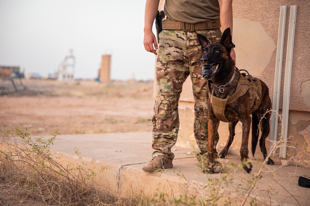 K9 Rappelling Exercise