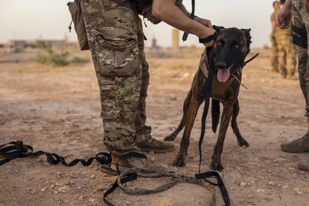 K9 Rappelling Exercise