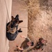 K9 Rappelling Exercise