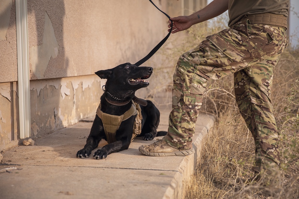 K9 Rappelling Exercise