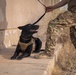 K9 Rappelling Exercise