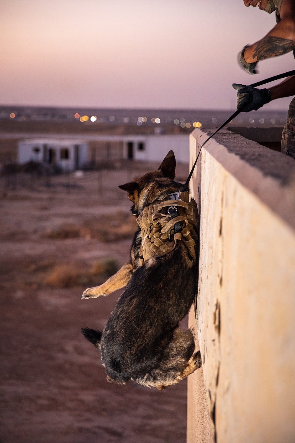 K9 Rappelling Exercise