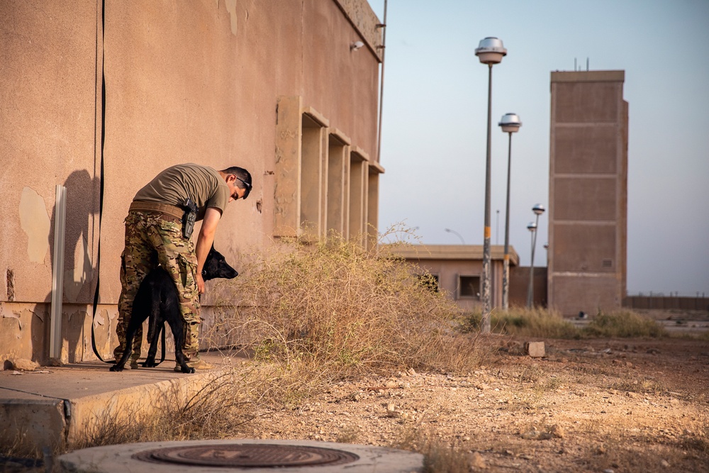 K9 Rappelling Exercise