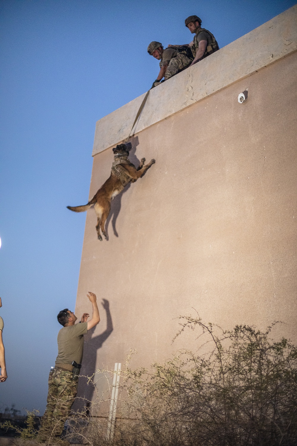 K9 Rappelling Exercise