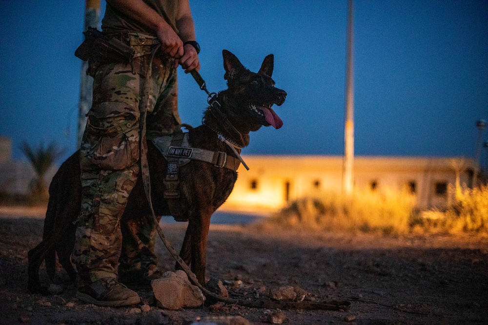 K9 Rappelling Exercise