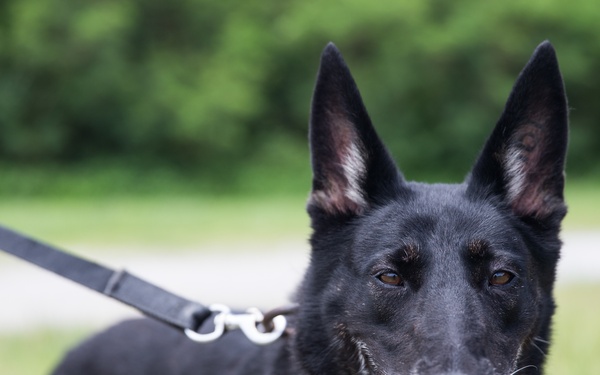 3rd LE Bn, 31st MEU conduct military working dog training exercise