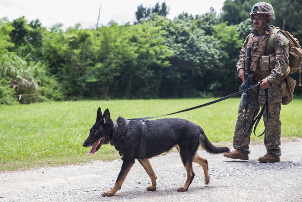 3rd LE Bn, 31st MEU conduct military working dog training exercise