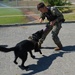 Military Working Dog (MWD) Training