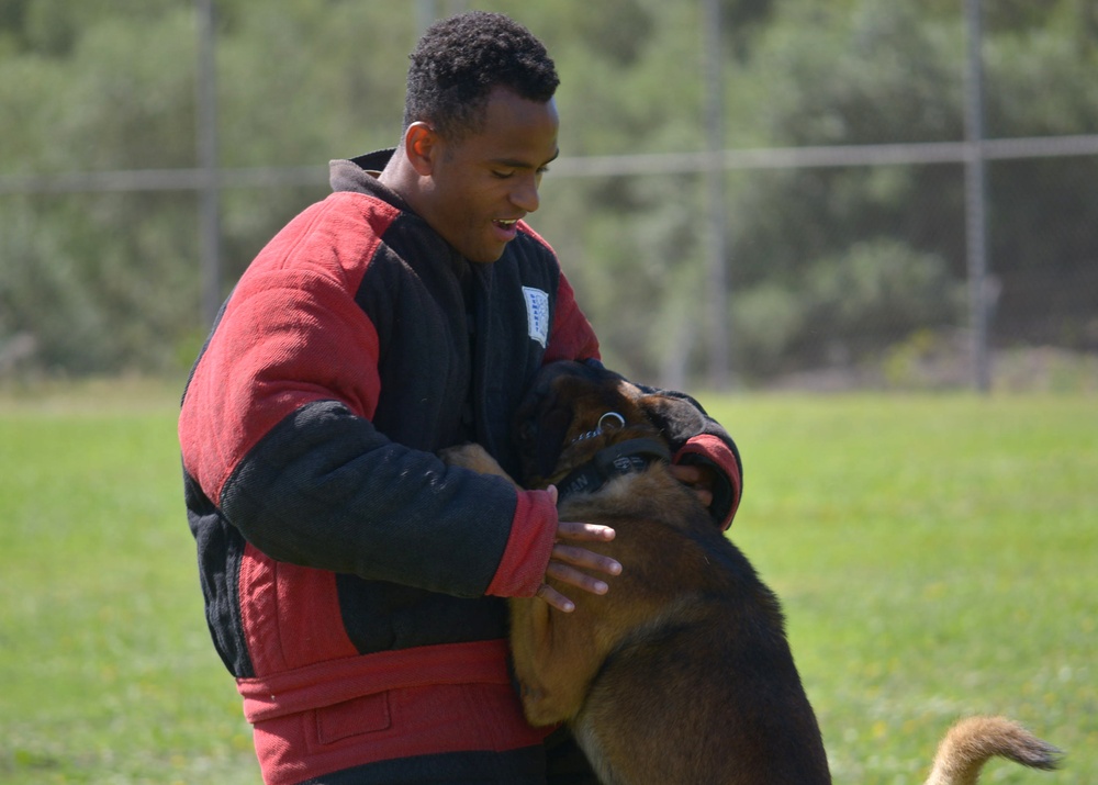 Military Working Dog (MWD) Training