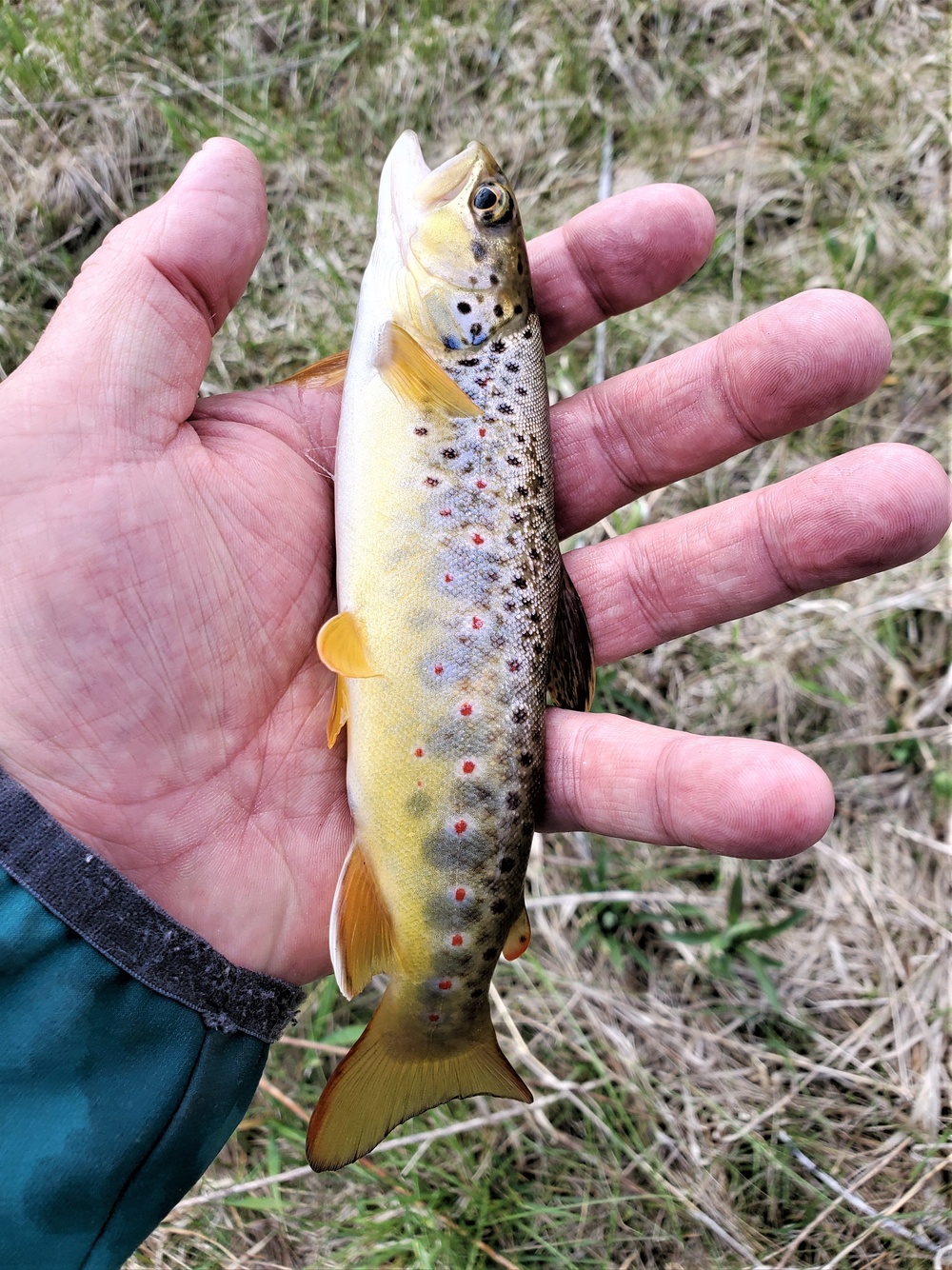 Trout of Fort McCoy waterways