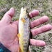 Trout of Fort McCoy waterways