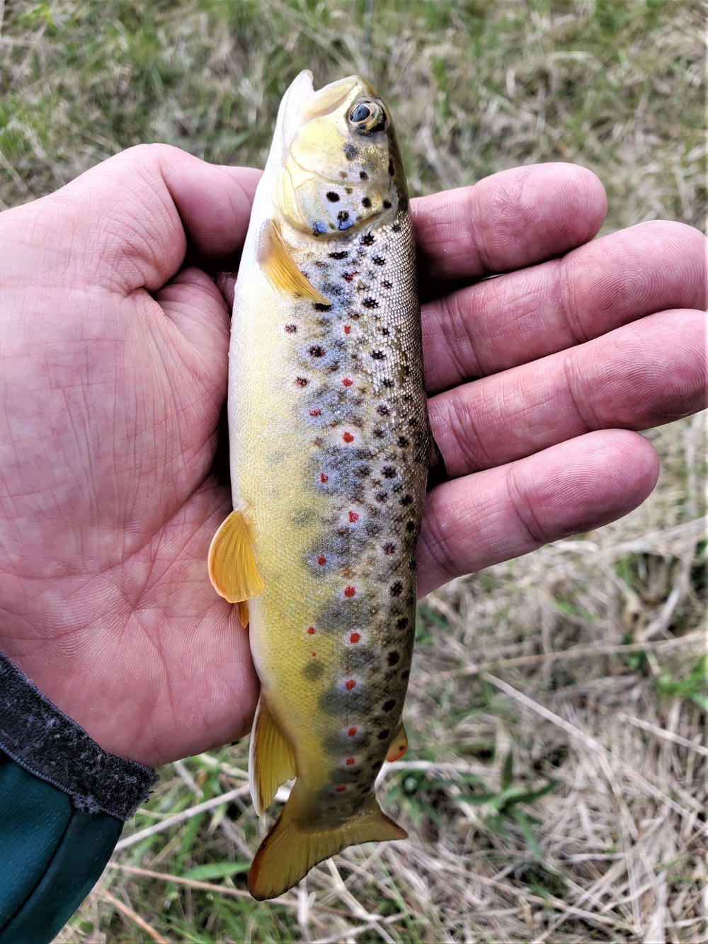 Trout of Fort McCoy waterways