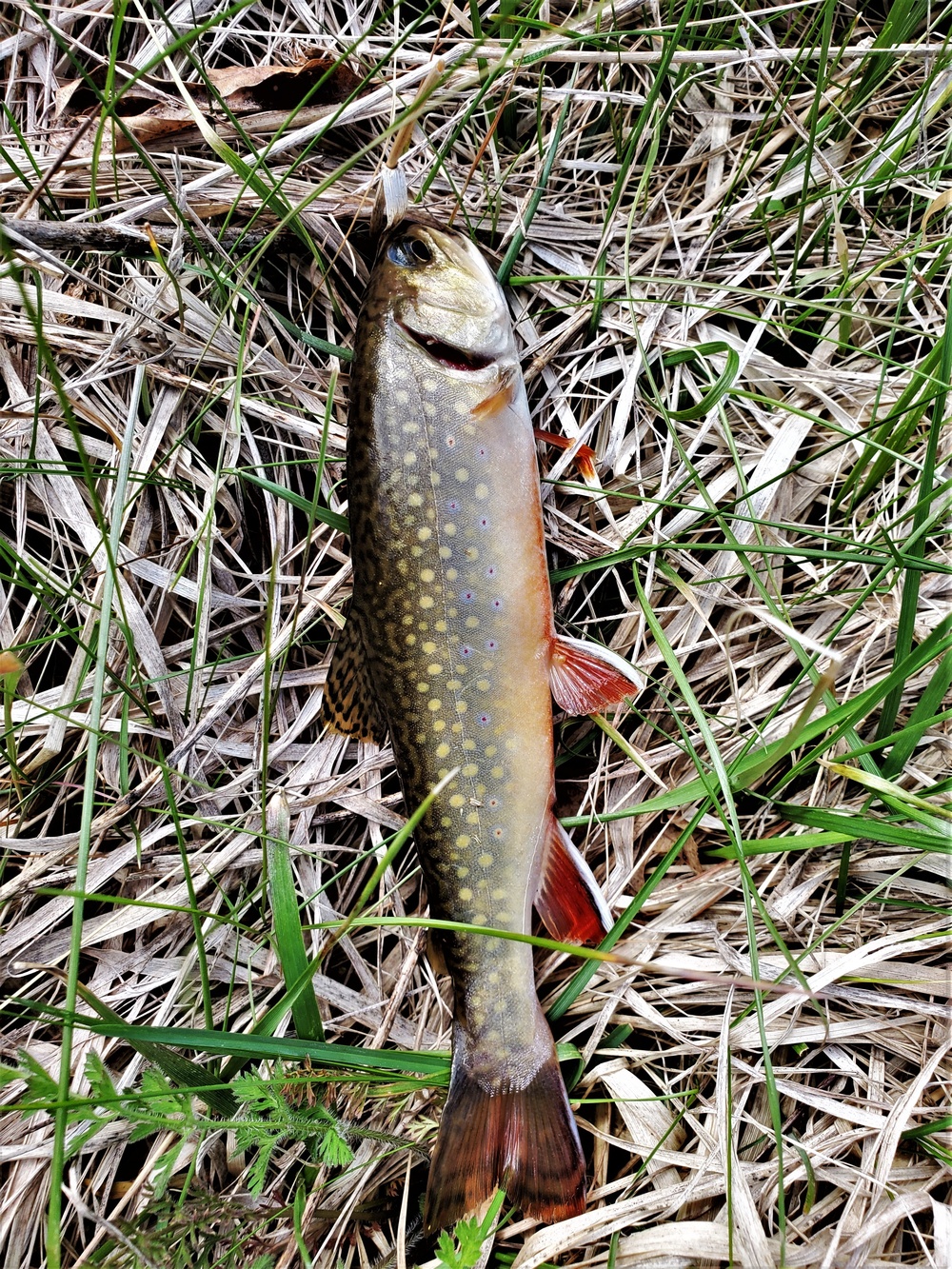 Trout of Fort McCoy waterways