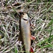 Trout of Fort McCoy waterways
