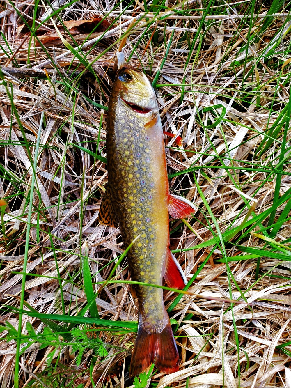 Trout of Fort McCoy waterways