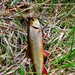 Trout of Fort McCoy waterways