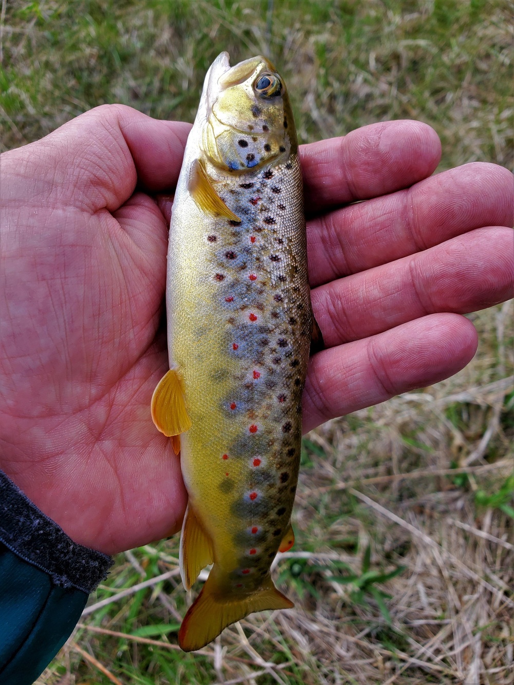 Trout of Fort McCoy waterways