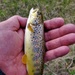Trout of Fort McCoy waterways