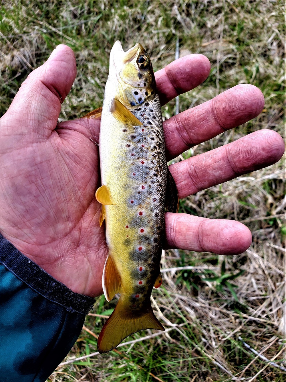 Trout of Fort McCoy waterways
