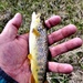 Trout of Fort McCoy waterways