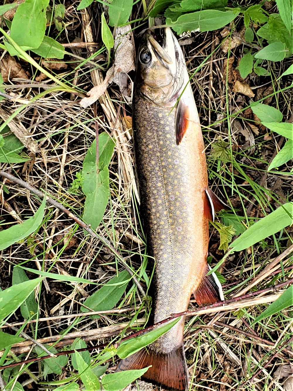 Trout of Fort McCoy waterways