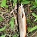 Trout of Fort McCoy waterways