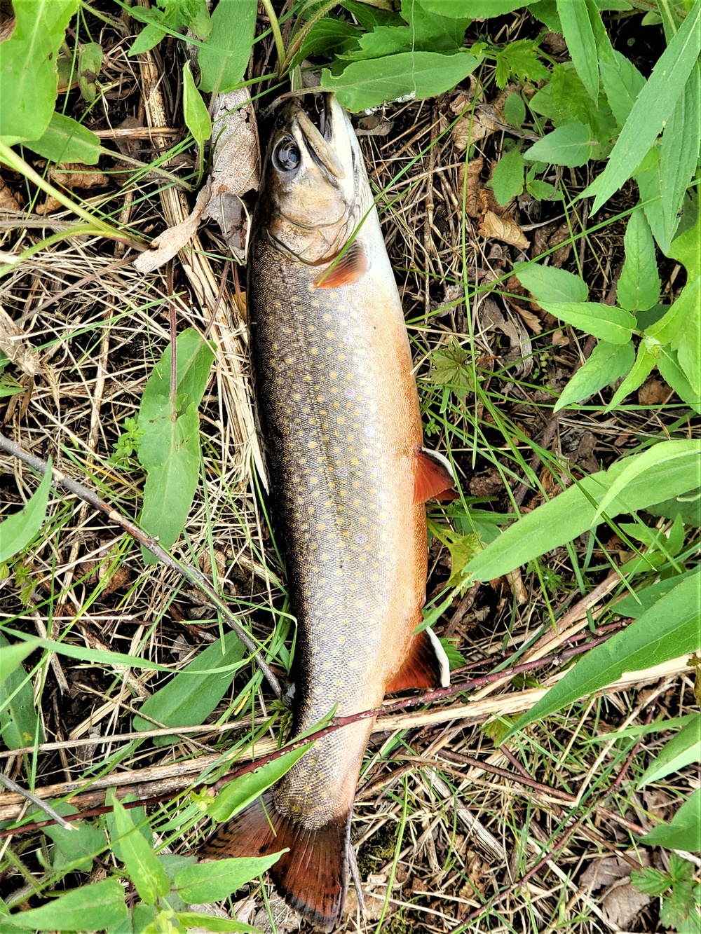 Trout of Fort McCoy waterways