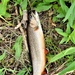 Trout of Fort McCoy waterways