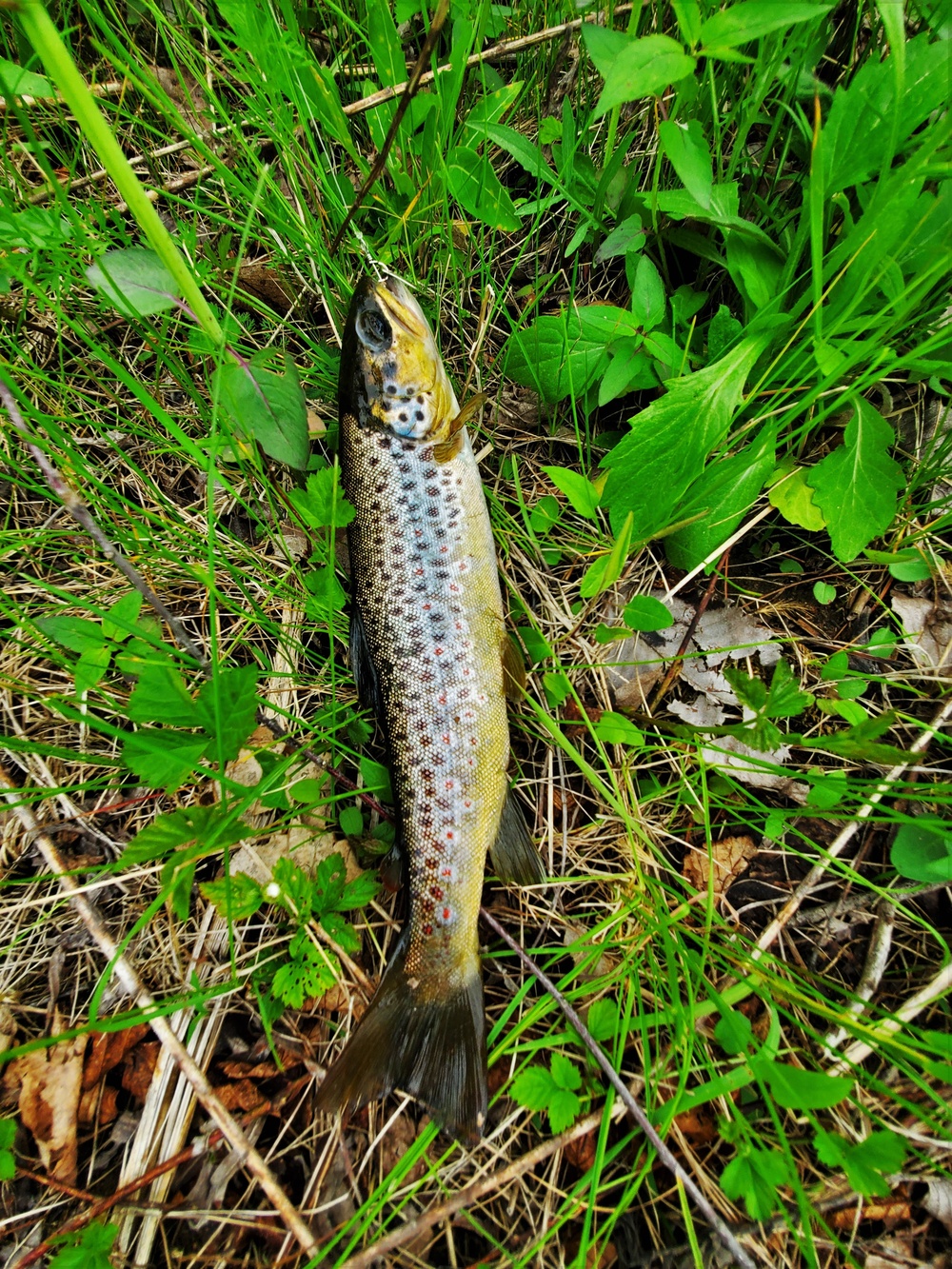 Trout of Fort McCoy waterways