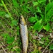 Trout of Fort McCoy waterways