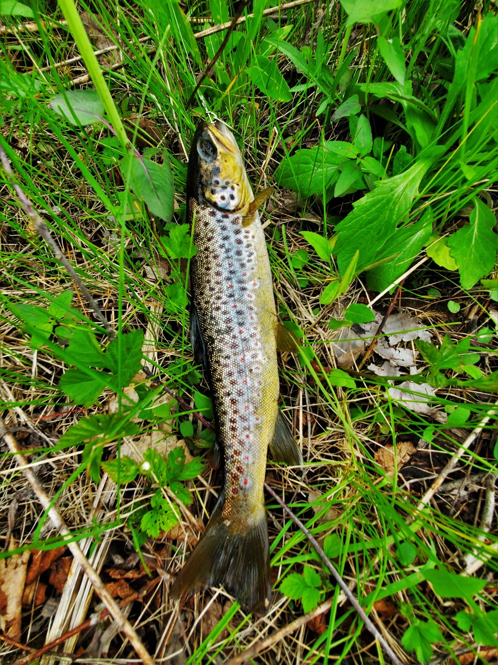 Trout of Fort McCoy waterways