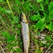 Trout of Fort McCoy waterways