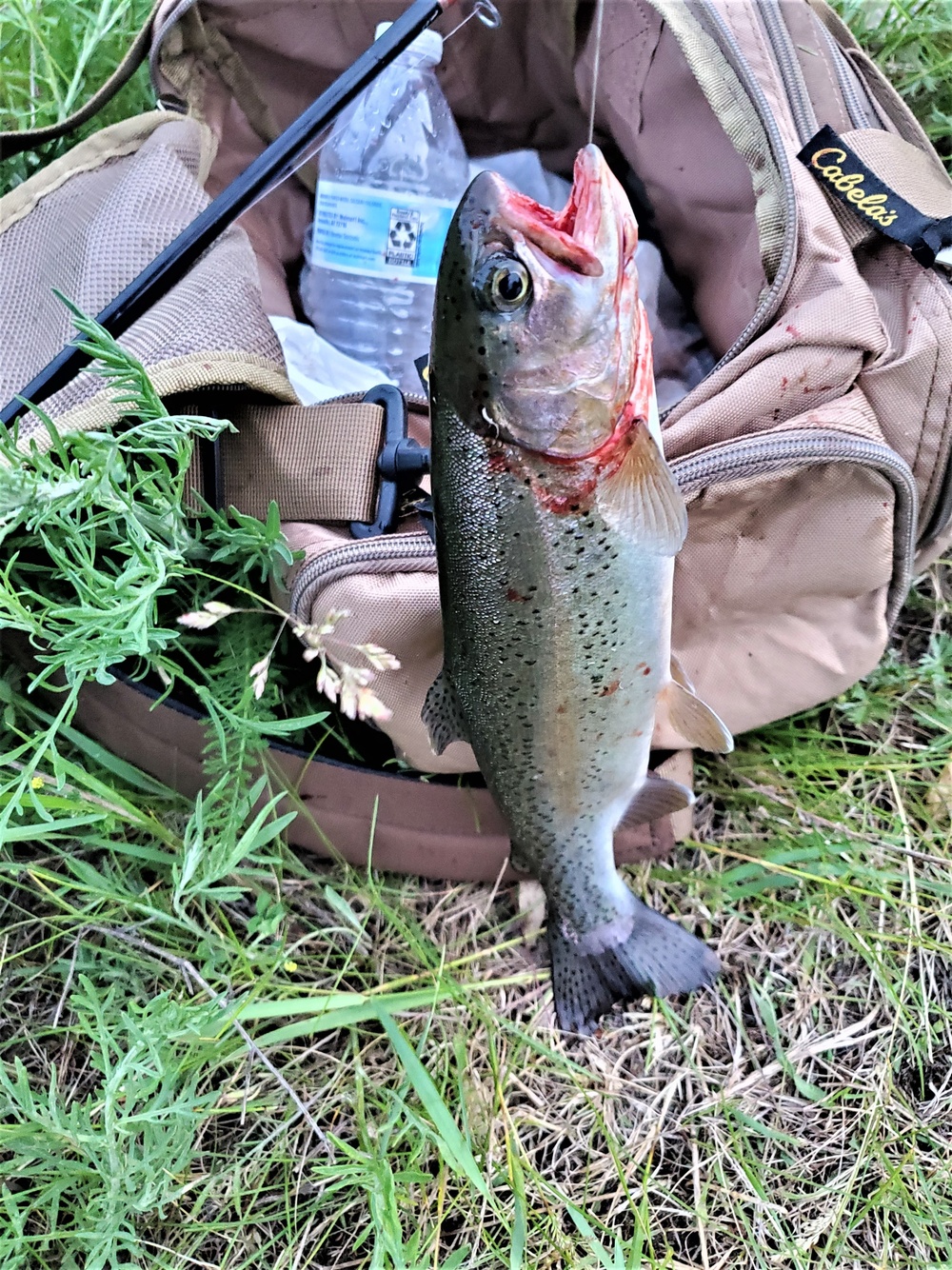 Trout of Fort McCoy waterways
