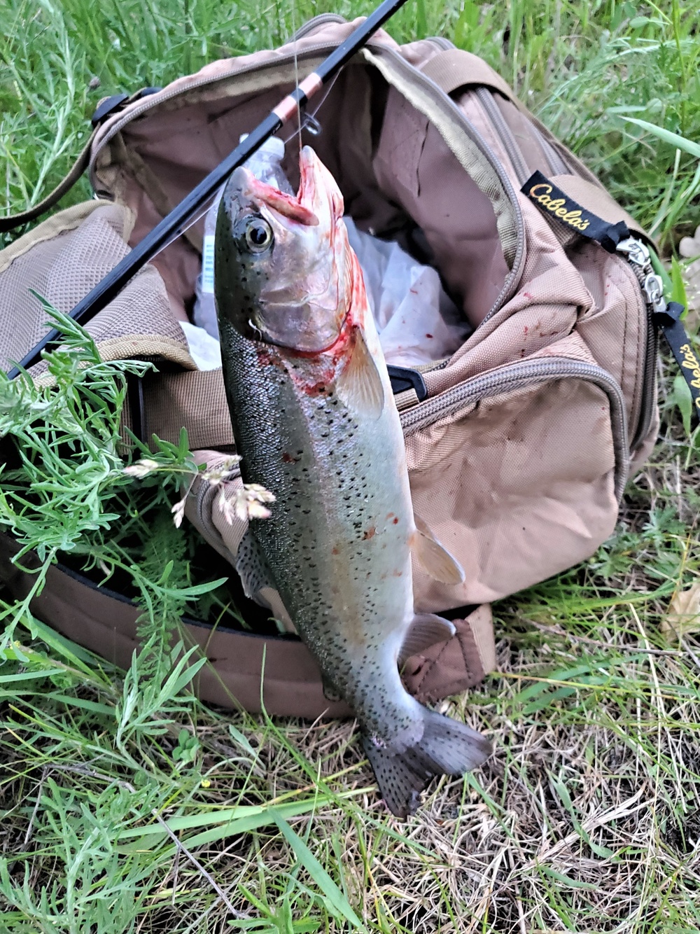 Trout of Fort McCoy waterways