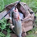 Trout of Fort McCoy waterways